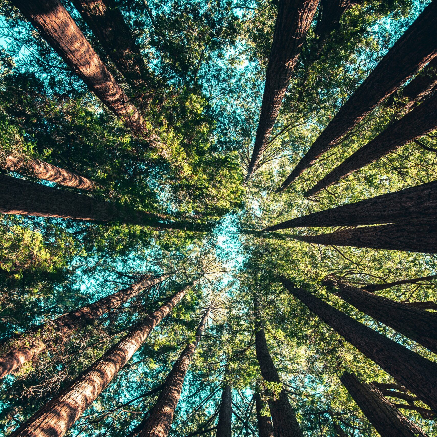 Large trees in a forest