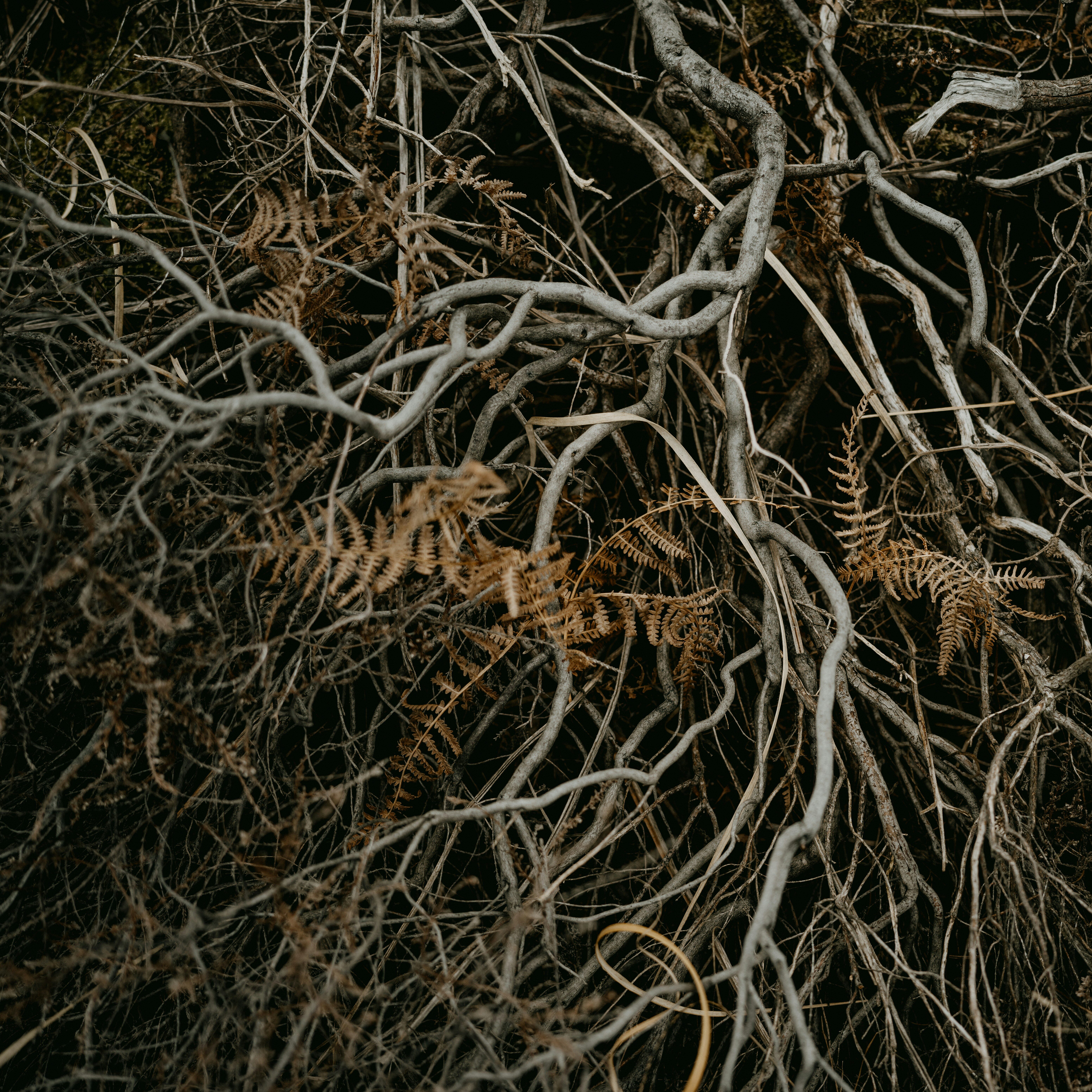 Intergenerational Trauma and Core Beliefs: Healing Beyond Awareness