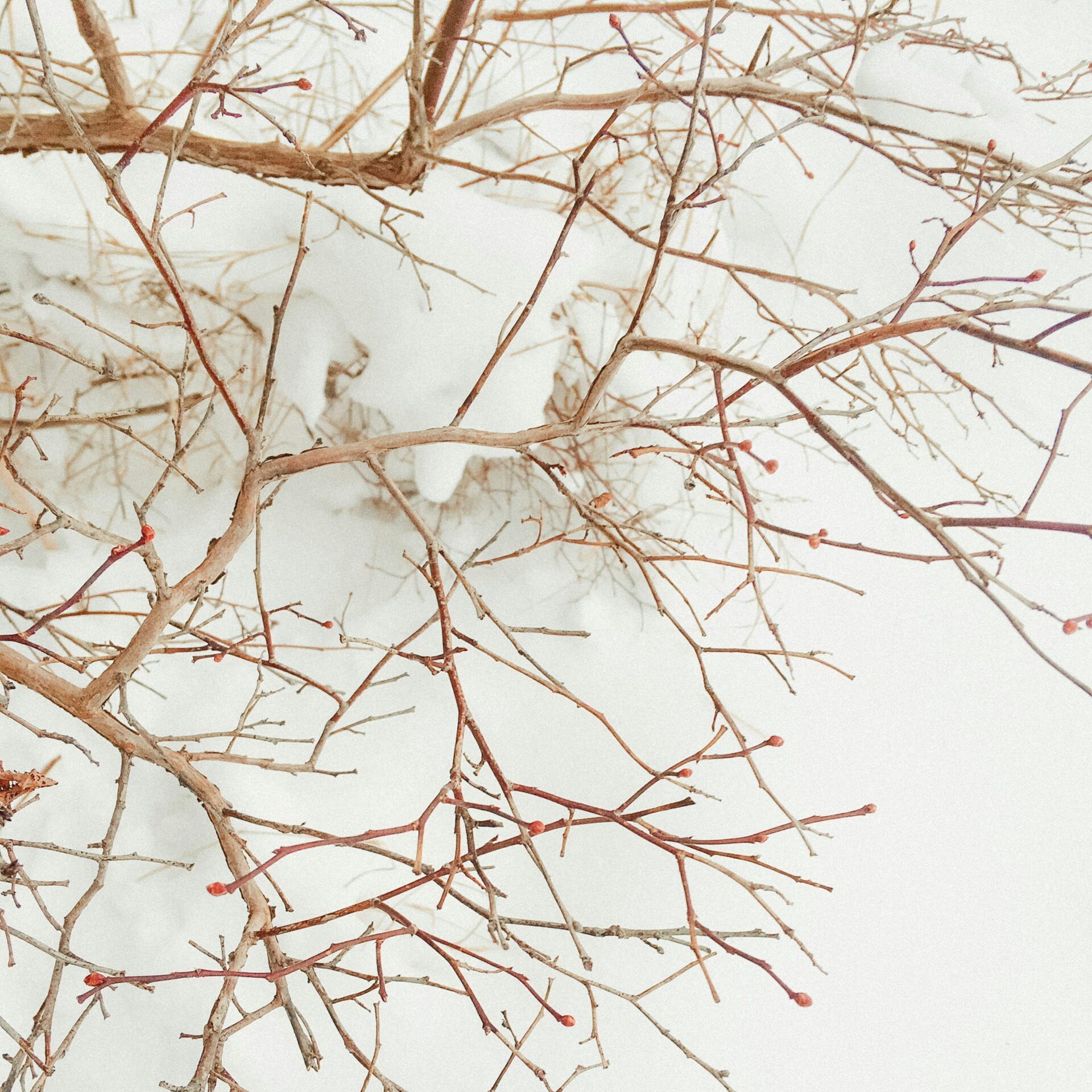 Understanding Your Nervous System: Why Regulation Matters
