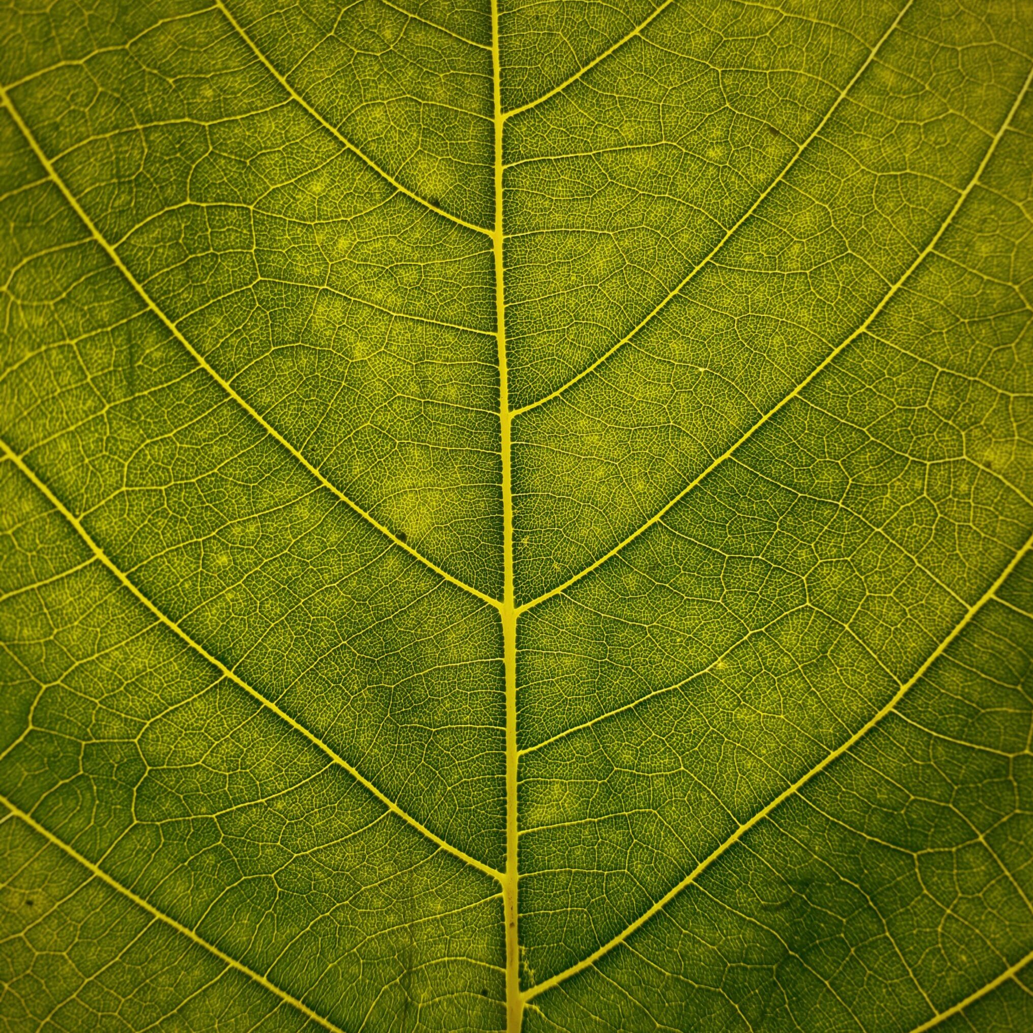 Leaf with veins