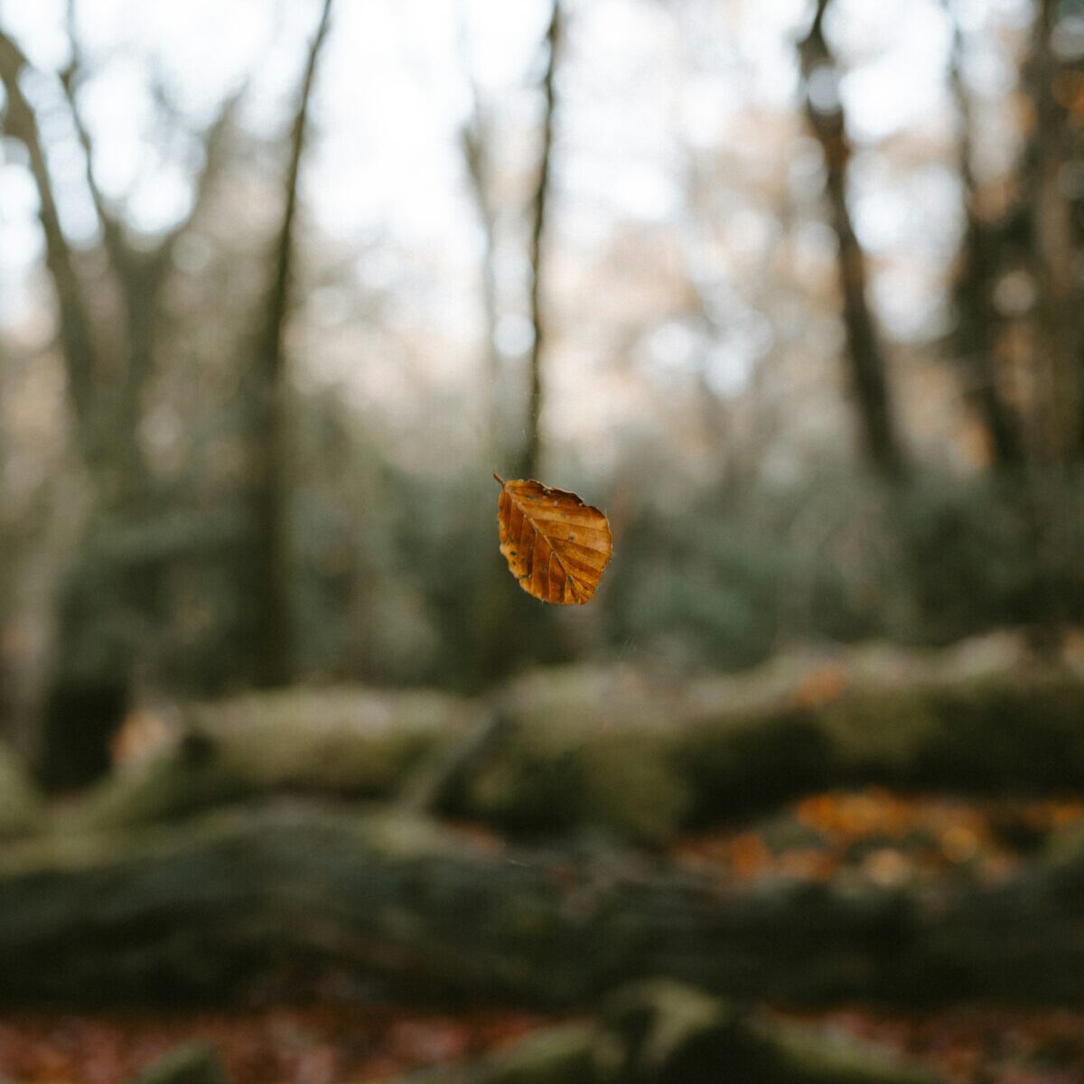 The Fawn Response: When People-Pleasing Becomes a Survival Strategy
