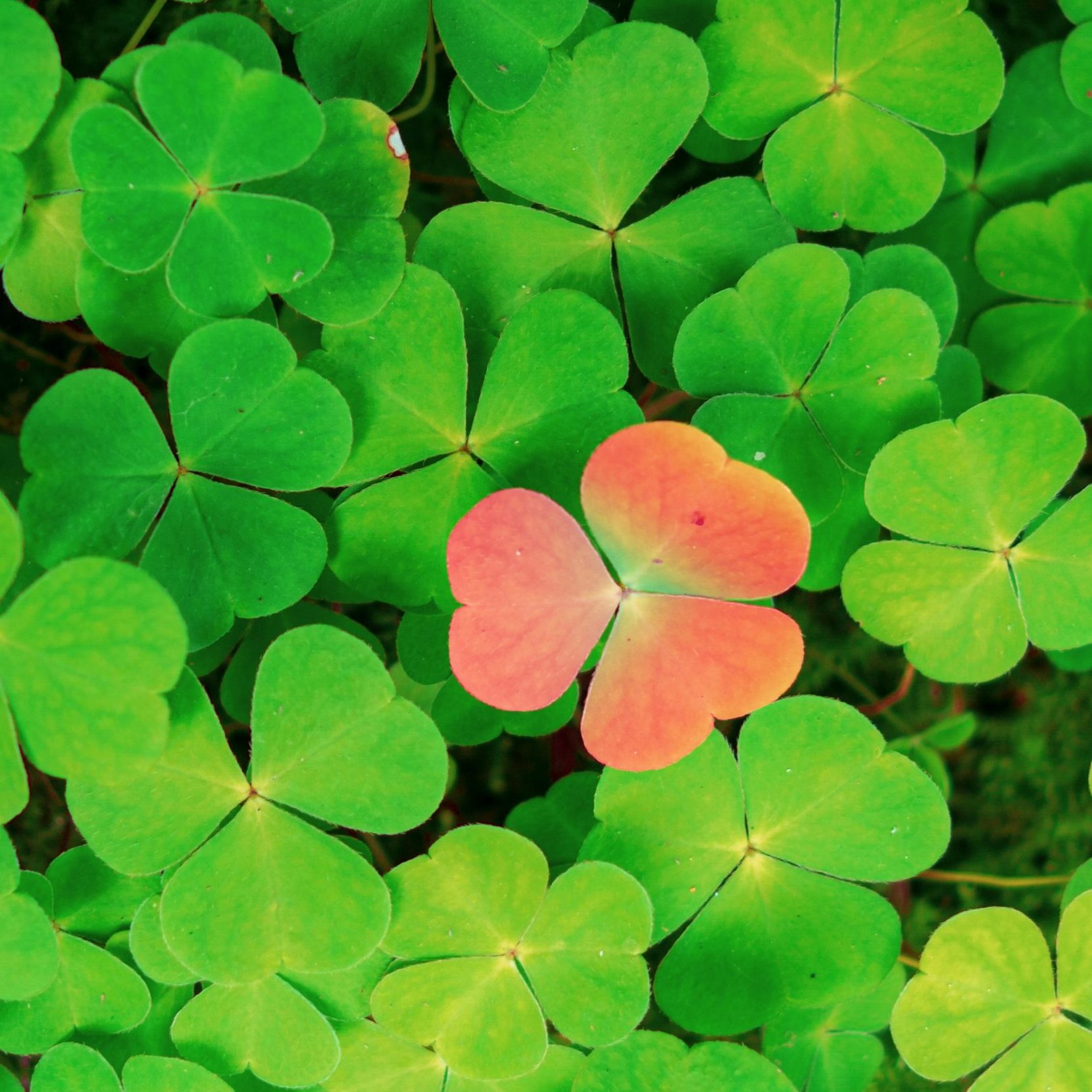 Integration: The Most Overlooked Step in Healing and Coaching