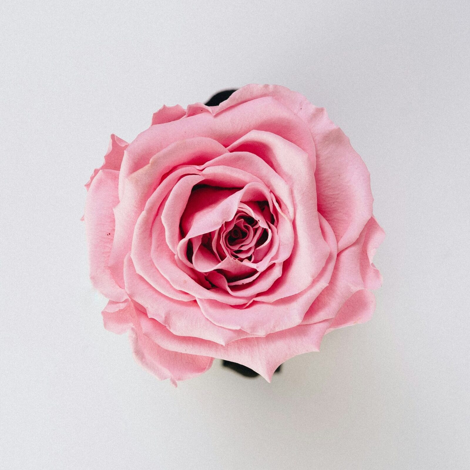 The Conscious Femininity Rest