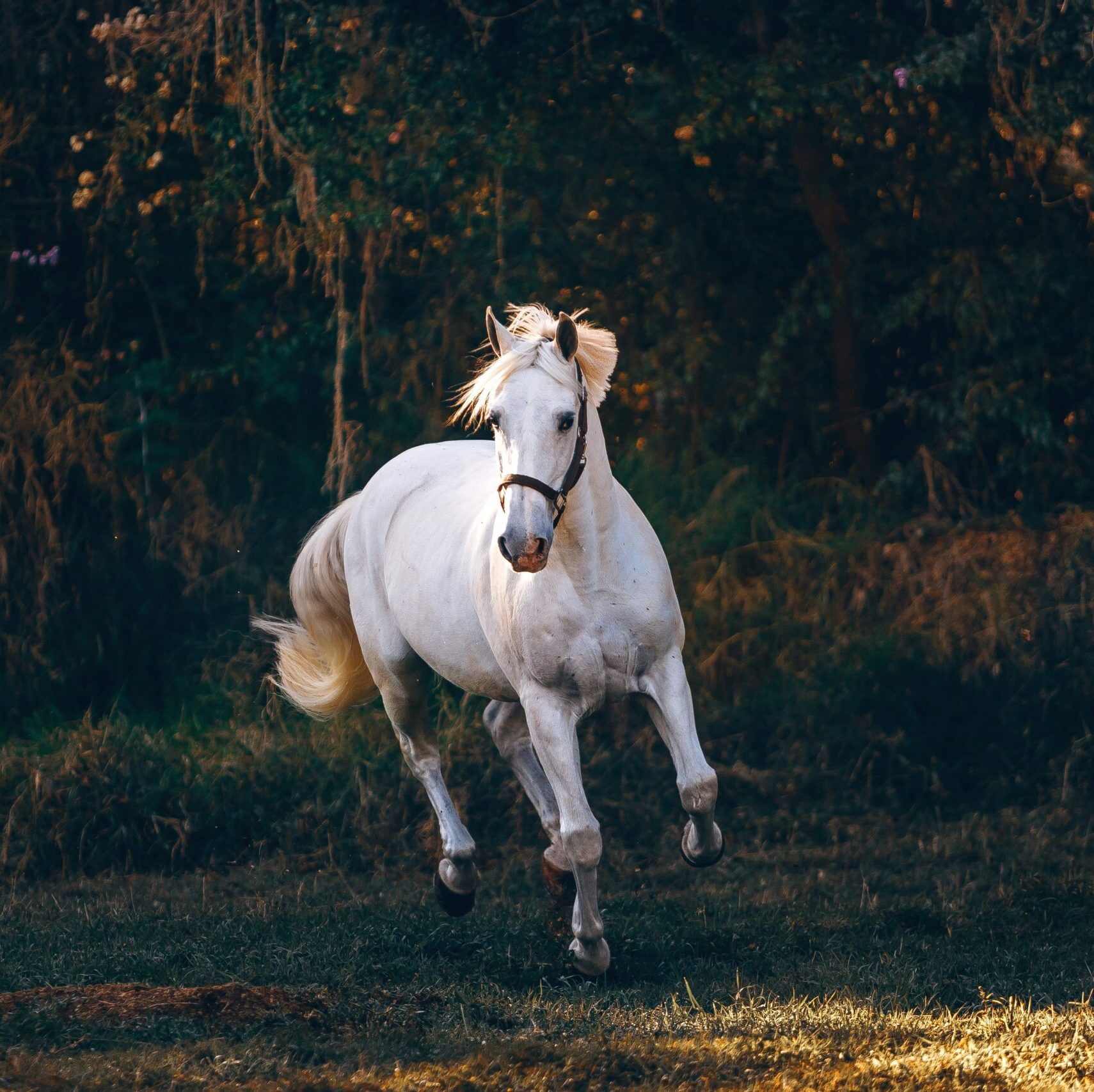 Year of the horse - white horse galloping