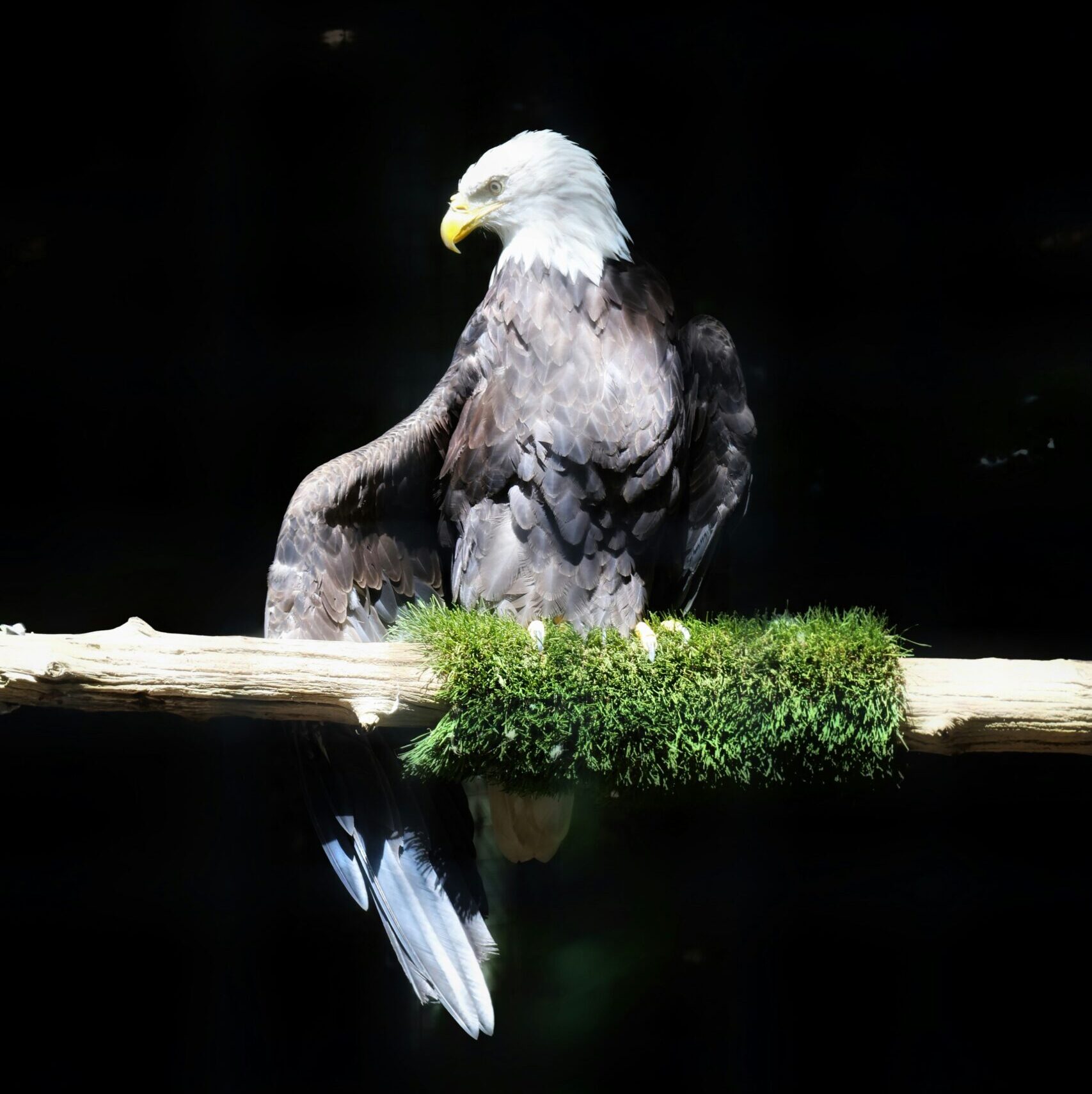 Power Animal Retrieval: Meeting the Ally That Walks With Your Soul