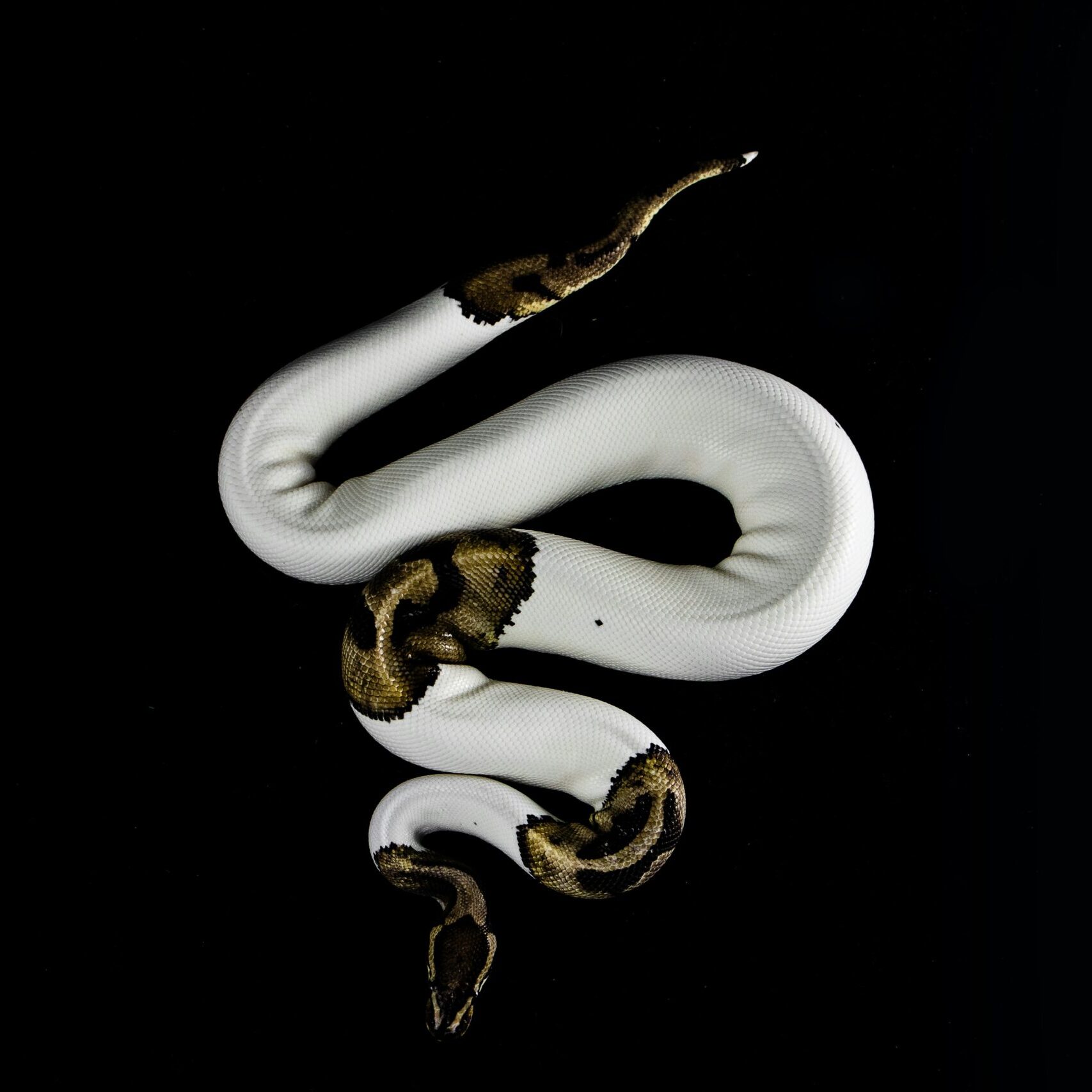 Snake Medicine & the Art of Shedding: What Nature Teaches Us About Change, Rest, and Renewal