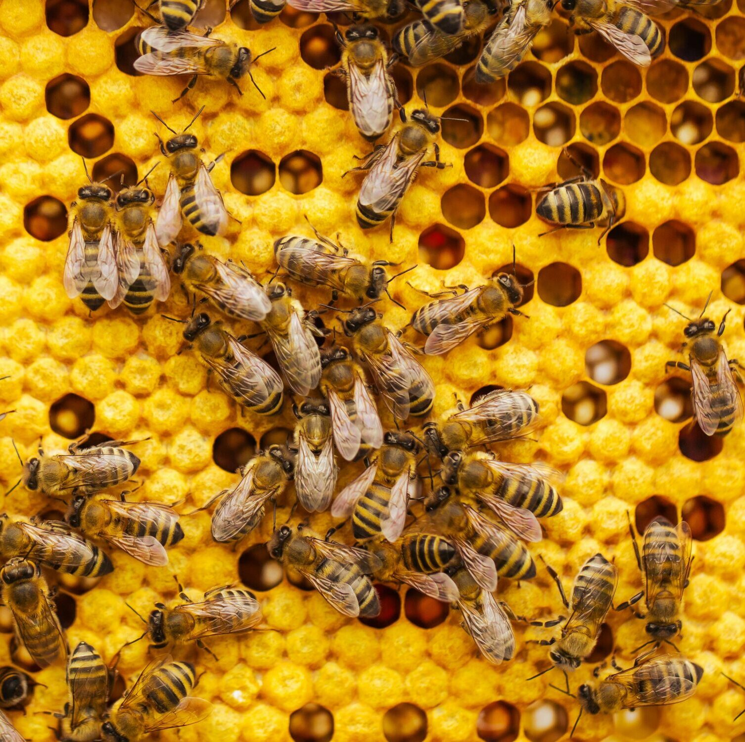 Bees in a hive