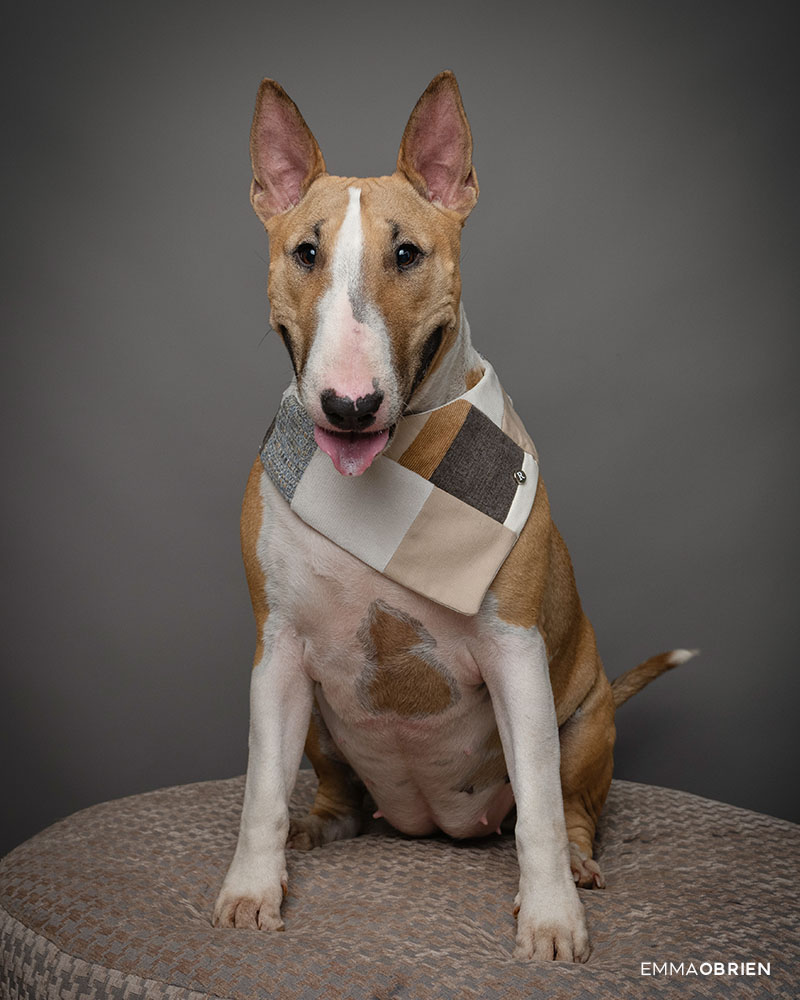 Pet Constellations: What They Can Help With & How a Session Works