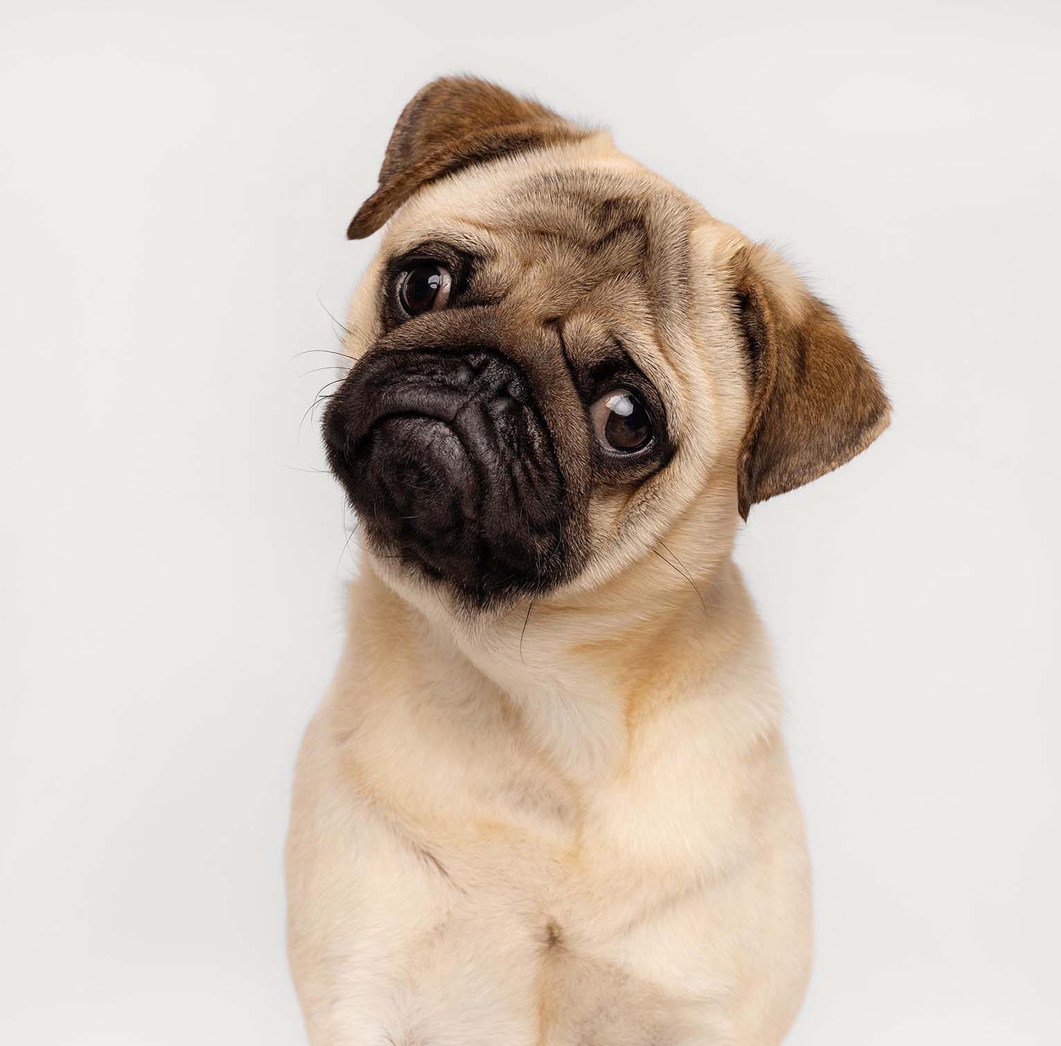 Pet Problems Are People Problems: What Your Pet Wants You To Know